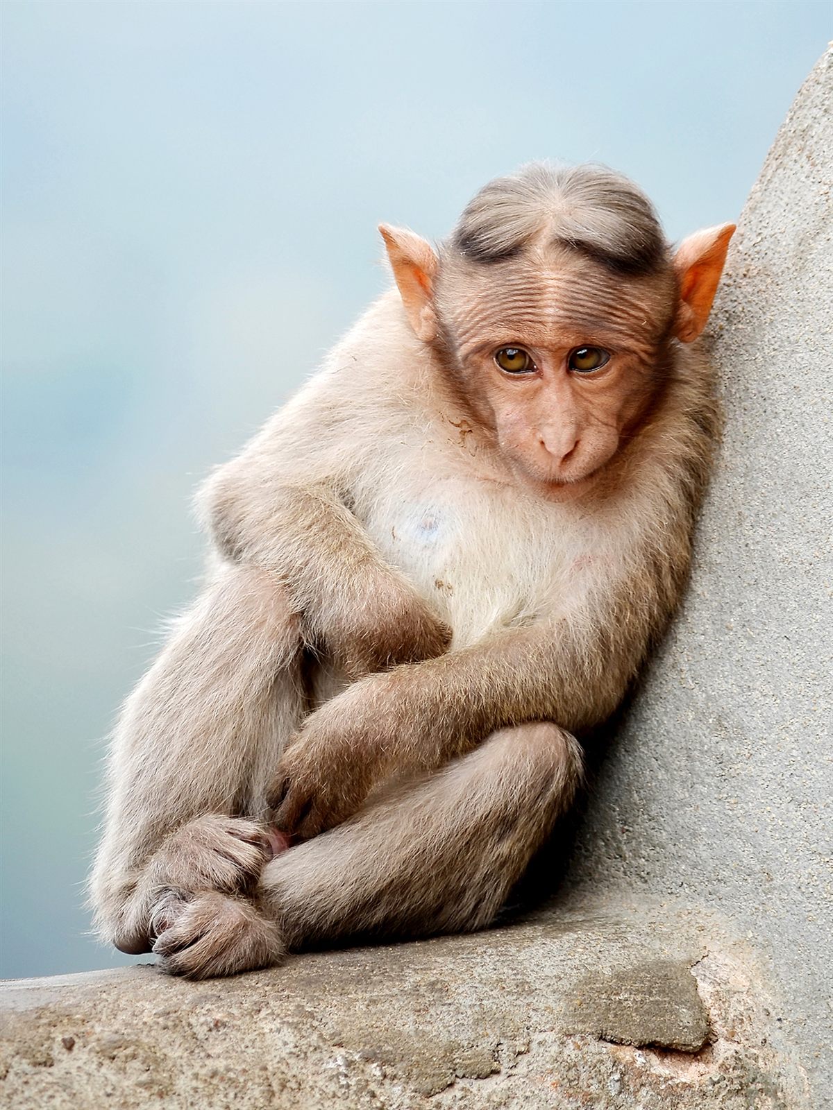A bonnet macaque sitting on a rock